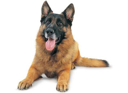 Royal Canin German Shepherd Adult Немецкая овчарка Royal Canin German Shepherd Adult Немецкая овчарка старше 15 месяцев